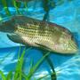 freshwater fish - aequidens rivulatus - green terror stocking in 45 gallons tank - Green Terror-It shows a wonderful vibrant color and about 6 inches long.
