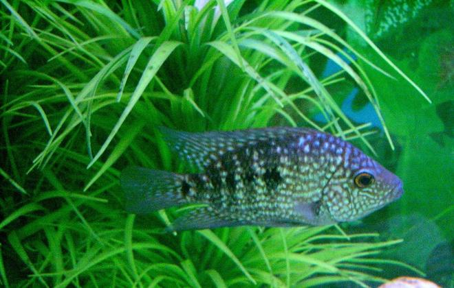 freshwater fish - herichthys carpinte - green texas cichlid stocking in 45 gallons tank - Texas Cichlid- A newly bought one and it's about 3-4 inches long