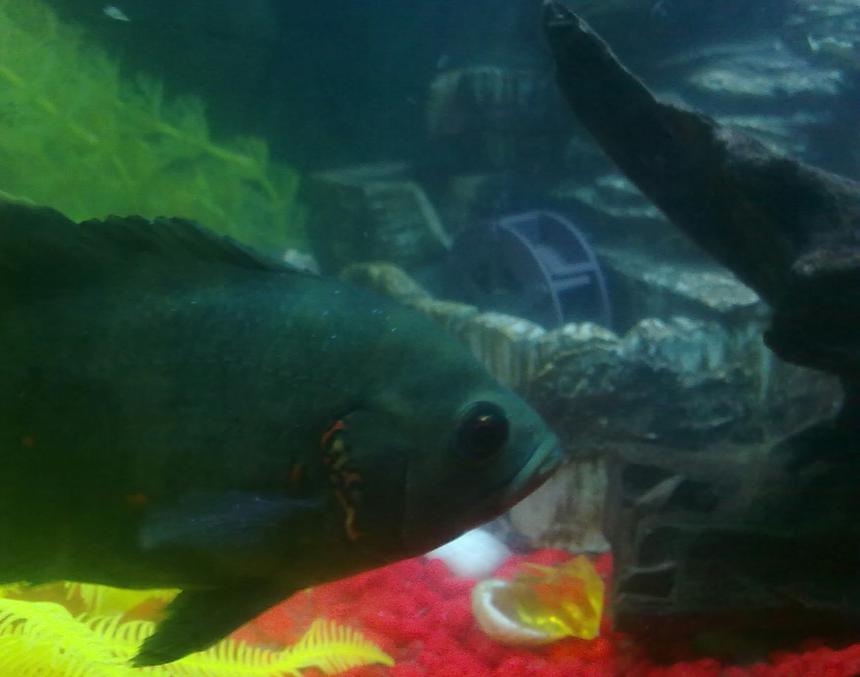 Rated #98: Freshwater Fish - Astronotus Ocellatus - Oscar Stocking In 23 Gallons Tank - my oscar, sorry for bad res.