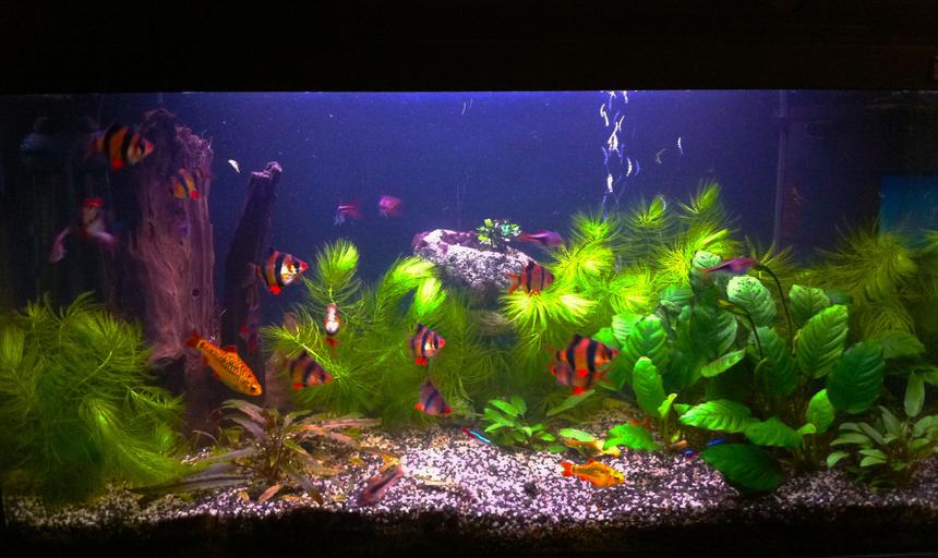 Rated #35: 26 Gallons Planted Tank - my tank