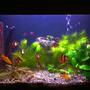 26 gallons planted tank (mostly live plants and fish) - my tank