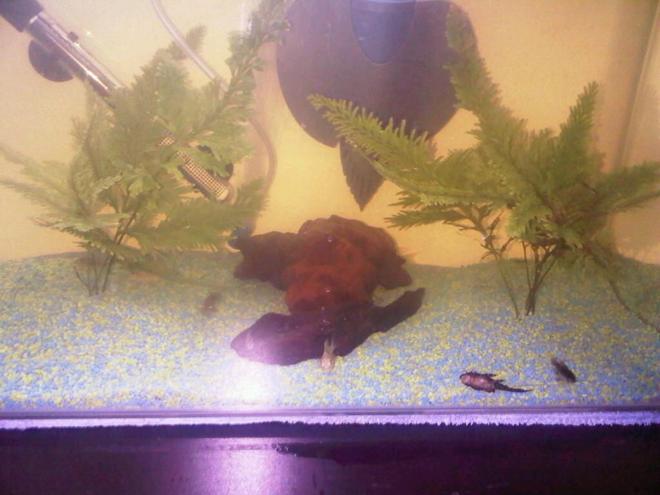 20 gallons freshwater fish tank (mostly fish and non-living decorations) - here is my aquarium with a few of the residents which have now all been moved to a new bigger aquarium keeping the same set up