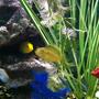 fish tank picture - Bumble Bee & Yellow electric...