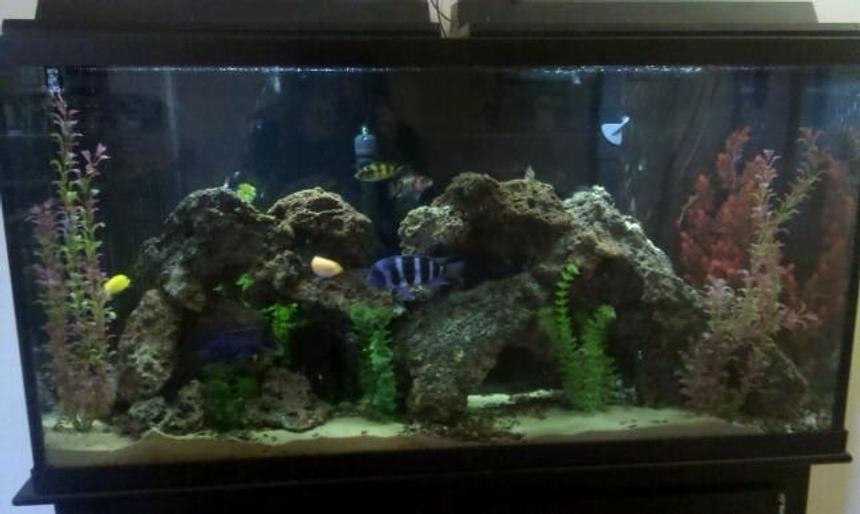 Rated #26: 60 Gallons Freshwater Fish Tank - My tank