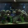 60 gallons freshwater fish tank (mostly fish and non-living decorations) - My tank