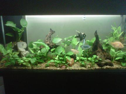 150 gallons planted tank (mostly live plants and fish) - Planted tank