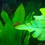 corals inverts - neocaridina denticulata sinensis - red cherry shrimp stocking in 40 gallons tank - Red Shrimp!