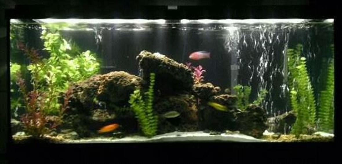 55 gallons freshwater fish tank (mostly fish and non-living decorations) - My Tank....