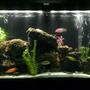 55 gallons freshwater fish tank (mostly fish and non-living decorations) - My Tank....