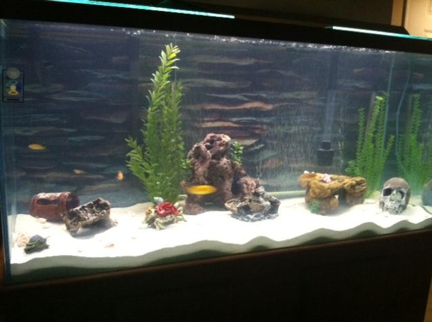 Rated #242: 80 Gallons Freshwater Fish Tank - Here is the new look of the tank with sand