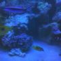125 gallons saltwater fish tank (mostly fish, little/no live coral) - quiet time
