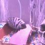 freshwater fish - archocentrus nigrofasciatus - black convict cichlid stocking in 55 gallons tank - convick and fry
