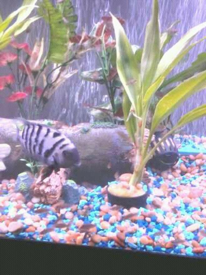 freshwater fish - archocentrus nigrofasciatus - black convict cichlid stocking in 55 gallons tank - convick