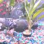 freshwater fish - archocentrus nigrofasciatus - black convict cichlid stocking in 55 gallons tank - convick