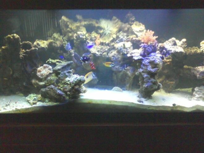 125 gallons reef tank (mostly live coral and fish) - everybody hanging out