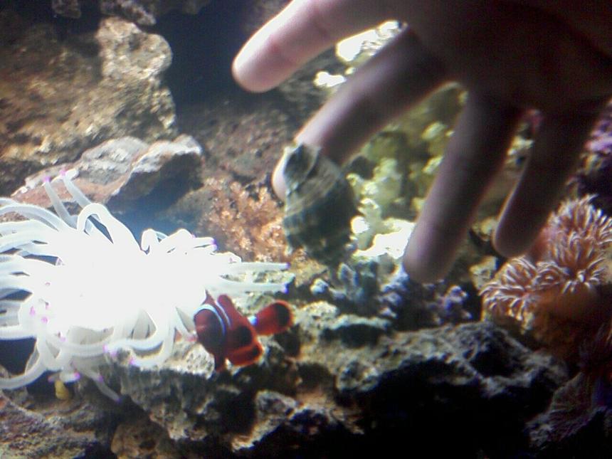 Rated #12: Corals Inverts - Condylactis Gigantea - Condy Anemone Stocking In 125 Gallons Tank - hellboy stalking me