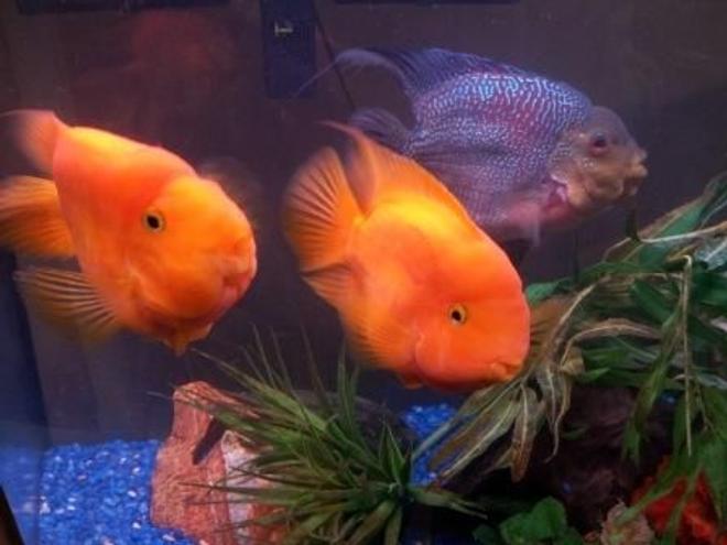 freshwater fish - heros severus x amphilophus - blood parrot stocking in 46 gallons tank - Anyone interested in buying some fish?  I'm in Mahwah, NJ.  They're about 5 inches big and too big for my 46 gallon tank