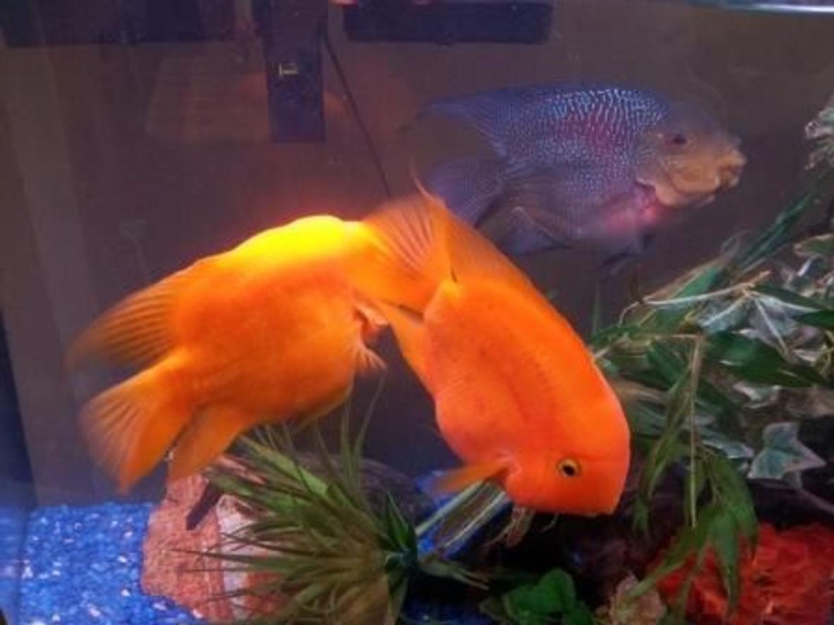 freshwater fish - heros severus x amphilophus - blood parrot stocking in 46 gallons tank - Anyone interested in buying some fish? I'm in Mahwah, NJ. They're about 5 inches big and too big for my 46 gallon tan