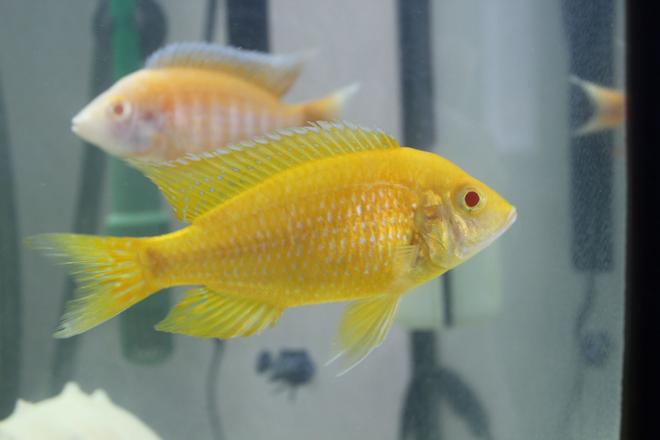 freshwater fish - aulonocara baenschi - sunshine peacock stocking in 55 gallons tank - Albino Sunshine Peacock