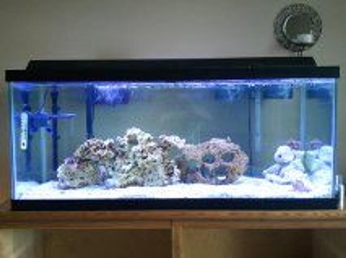 fish tank picture - My First saltwater tank, any suggestions? i have no clue what to do with the fossilized coral in the corner!