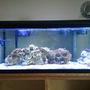 fish tank picture - My First saltwater tank, any suggestions? i have no clue what to do with the fossilized coral in the corner!