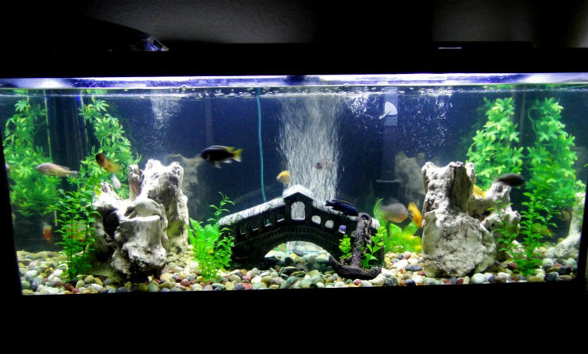 75 gallons freshwater fish tank (mostly fish and non-living decorations) - My new Tank! What do you think? :)