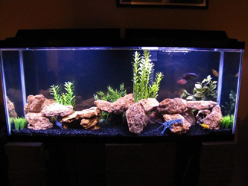 Rated #38: 55 Gallons Freshwater Fish Tank - I got a fish tank with sharks in it