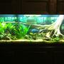 125 gallons planted tank (mostly live plants and fish) - 125g Dirt Tank w/cichlids
