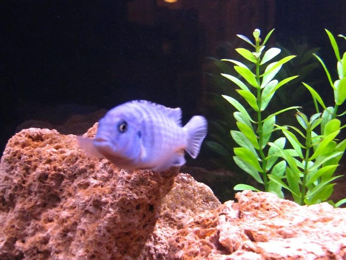 freshwater fish - aulonocara nyassae - blue peacock cichlid stocking in 55 gallons tank - Electric Blue Zebra Cichlid