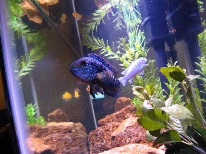 freshwater fish - nandopsis octofasciatum - jack dempsey stocking in 55 gallons tank - Jack Demsey Cichlid