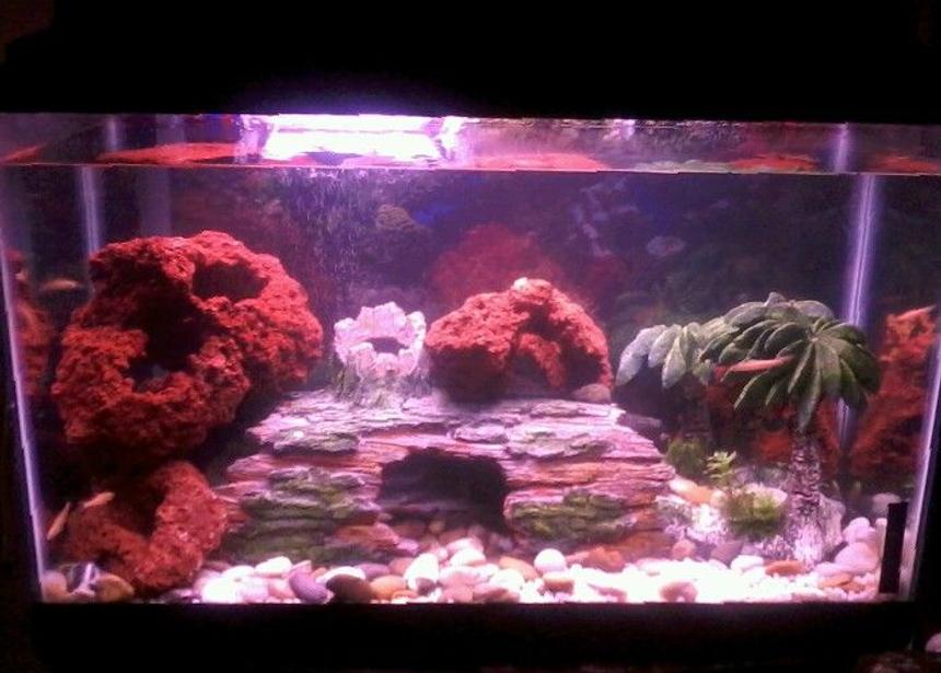 Rated #233: 30 Gallons Freshwater Fish Tank - Mixed Malawi cichlids tank