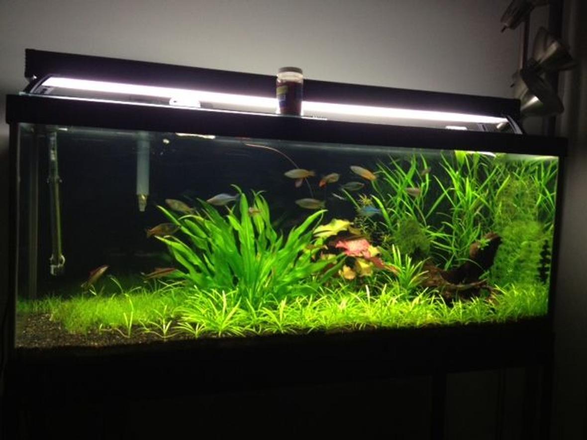 75 gallons planted tank (mostly live plants and fish) - My rainbowfish planted aquarium on youtube at zakartaz