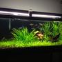 75 gallons planted tank (mostly live plants and fish) - My rainbowfish planted aquarium on youtube at zakartaz