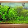75 gallons planted tank (mostly live plants and fish) - 75 Gallon Planted Tank