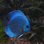 freshwater fish - symphysodon sp. - blue diamond discus stocking in 180 gallons tank - Blue Discus