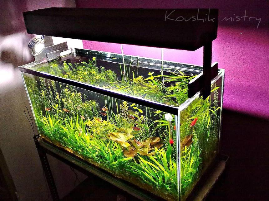 Rated #15: 24 Gallons Planted Tank - indian summer