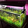 24 gallons planted tank (mostly live plants and fish) - indian summer