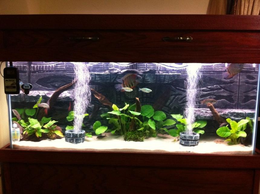 Rated #100: 75 Gallons Planted Tank - Main View