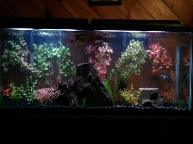 55 gallons freshwater fish tank (mostly fish and non-living decorations) - My Baby