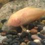 freshwater fish - corydoras aeneus - albino aeneus cory cat stocking in 125 gallons tank - Cory