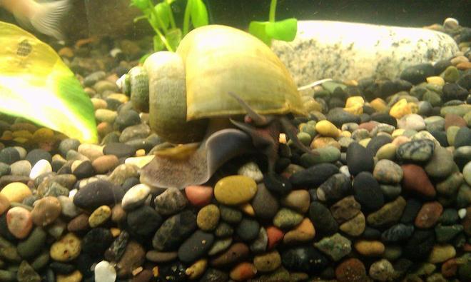 corals inverts - pomacea bridgesii - mystery snail stocking in 125 gallons tank - Mystery Snail