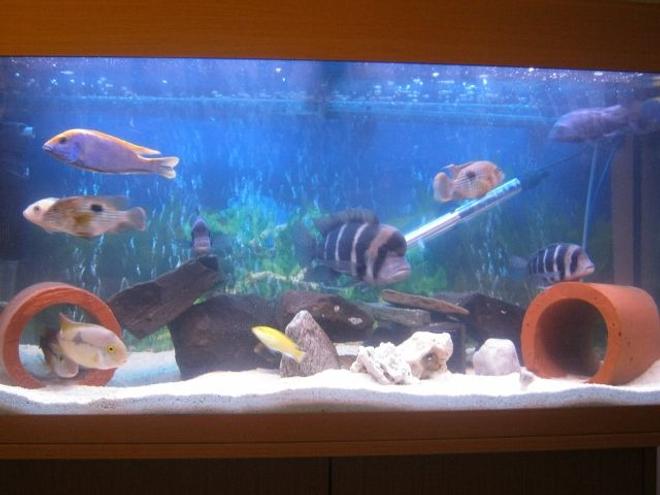 freshwater fish - cyphotilapia frontosa - frontosa cichlid stocking in 50 gallons tank - cichlid tank just started