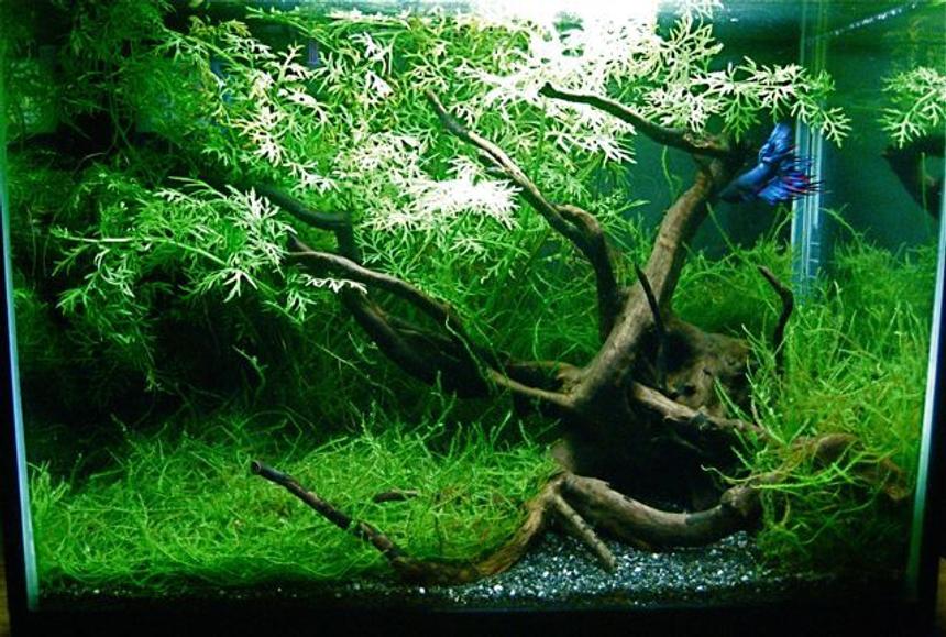 Rated #17: 5 Gallons Planted Tank - A simple layout inspired by Wabi-sabi style. Internal filter and heater hidden by plants.