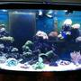 72 gallons reef tank (mostly live coral and fish) - my reef tank been runnin 8 months