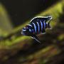 freshwater fish - pseudotropheus demasoni - demasoni cichlid stocking in 85 gallons tank - Pseudotropheus demasoni