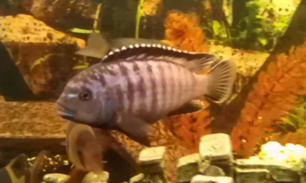 freshwater fish - pseudotropheus tropheops - red cheek stocking in 66 gallons tank - PSEUDOTROPHRUS TROPHEOP LAKE MALAWI.