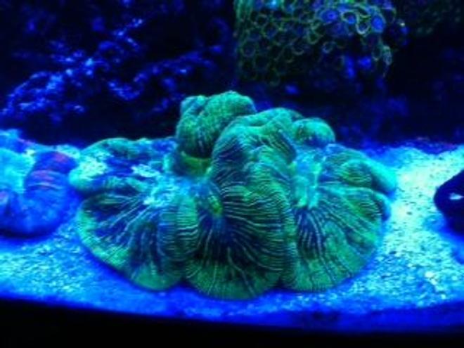corals inverts - trachyphyllia radiata - wellso folded brain coral stocking in 72 gallons tank - THE BRAIN OF ALL BRAINS