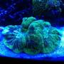 corals inverts - trachyphyllia radiata - wellso folded brain coral stocking in 72 gallons tank - THE BRAIN OF ALL BRAINS
