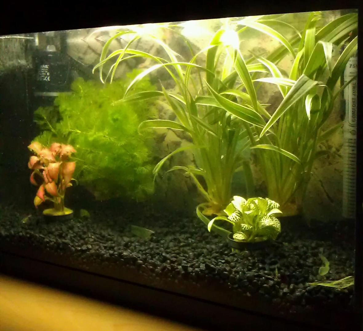 15 gallons planted tank (mostly live plants and fish) - First aquarium so no fish yet... All live plants.
