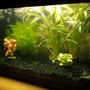15 gallons planted tank (mostly live plants and fish) - First aquarium so no fish yet... All live plants.